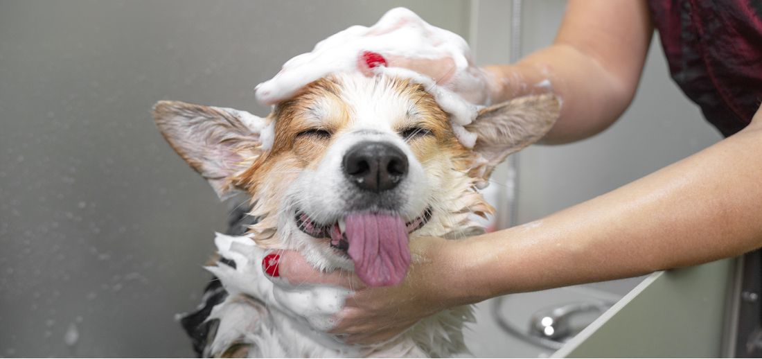 Fundamental Dog Grooming Brickell Ideas to know more