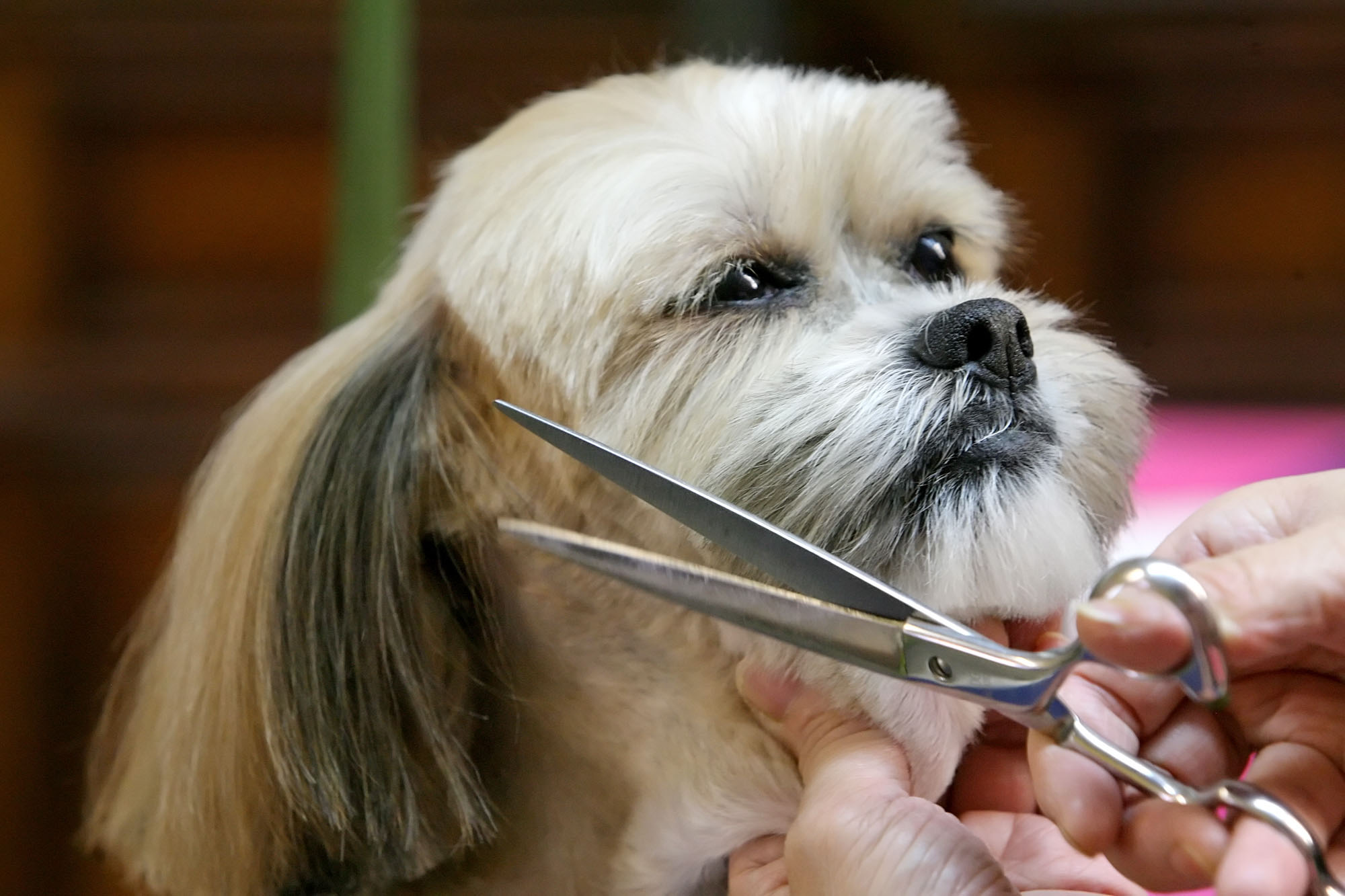 Mobile Pet Grooming Miami Supplies And Tips